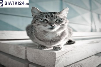 Siatki Ostrowiec Świętokrzyski - Siatka na balkony dla kota i zabezpieczenie dzieci dla terenów Ostrowca Świętokrzyskiego